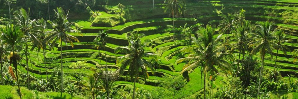 Rijstterrassen Bali